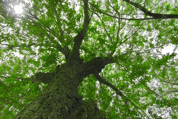 Metáfora del árbol